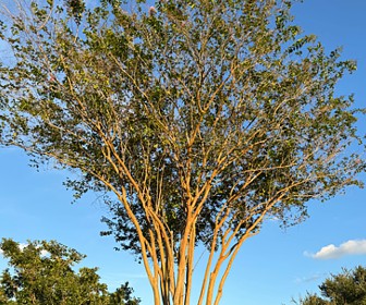 Crepe Myrtle