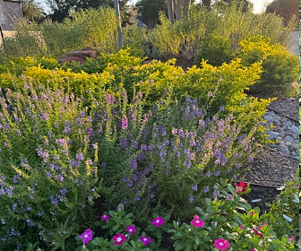 Landscaping Treatments