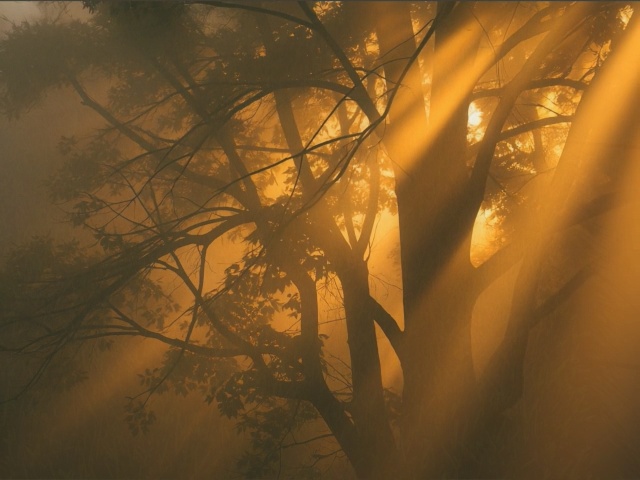 Tree Shade Sunlight