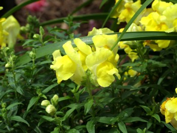 FlowersYlwKeithsKorner