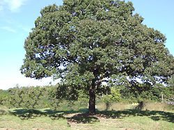 Oak Tree