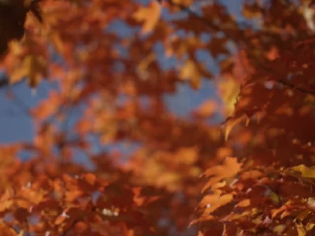Golden orange fall foliage