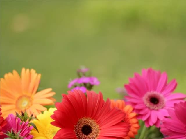 Bright gerbera daisies in bloom